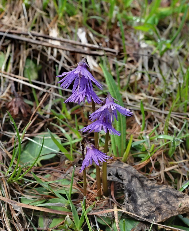 Soldanella alpina L.